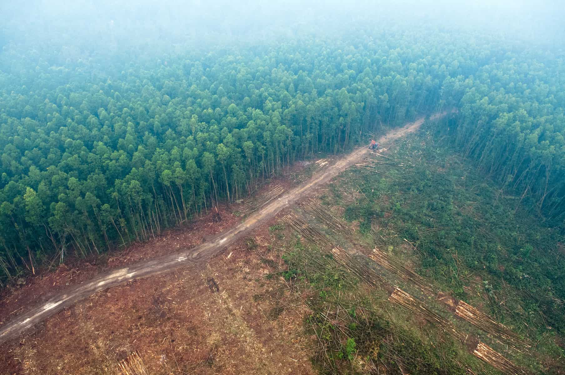 Picture Pile is focusing first on Indonesia and Tanzania - two regions where there are problems with existing maps of deforestation. Photo (cc) Aulia Erlangga for Center for International Forestry Research (CIFOR).