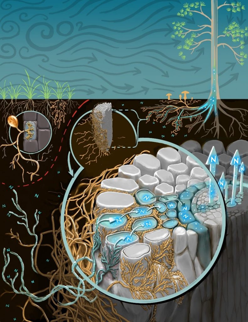 Nitrogen mobilization abilities of different types of fungi. Growth of plants associated with fungi not beneficial for nitrogen uptake (illustrated as grass roots on the left) could be limited by low nitrogen availability in soil. Other plants have the advantage of increased nitrogen uptake due to their beneficial association with certain types of fungi (illustrated as yellow mushrooms connected to the roots of the tree on the right). ©Victor O. Leshyk.