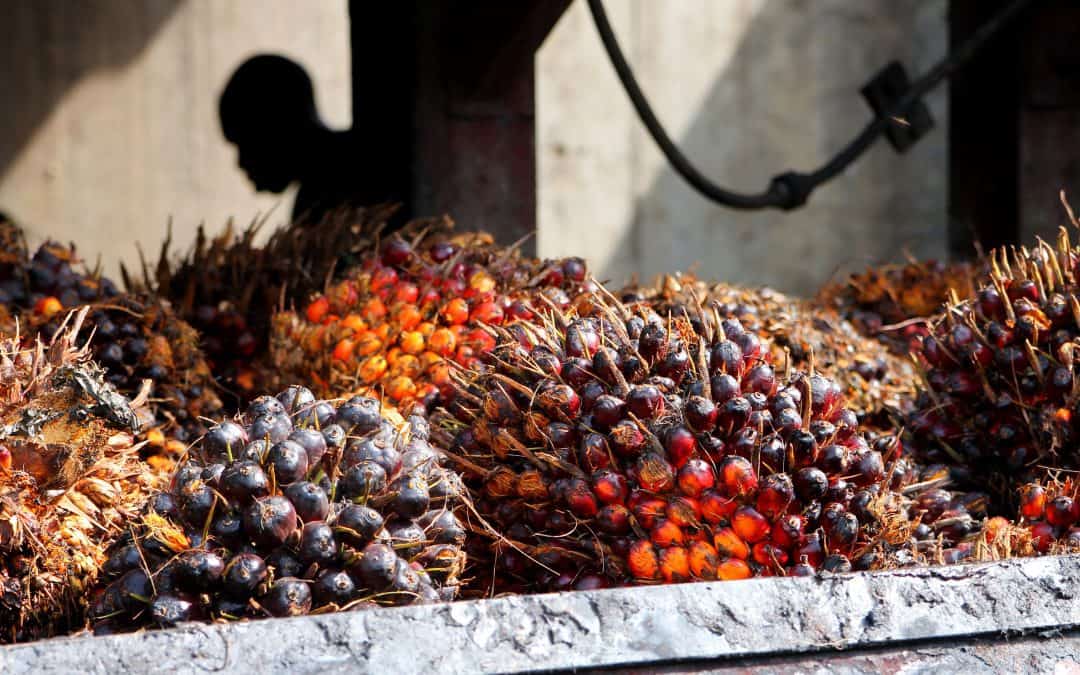Mapping the global palm oil boom