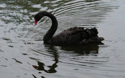 Black swan sandwich: From one risk to layered risks