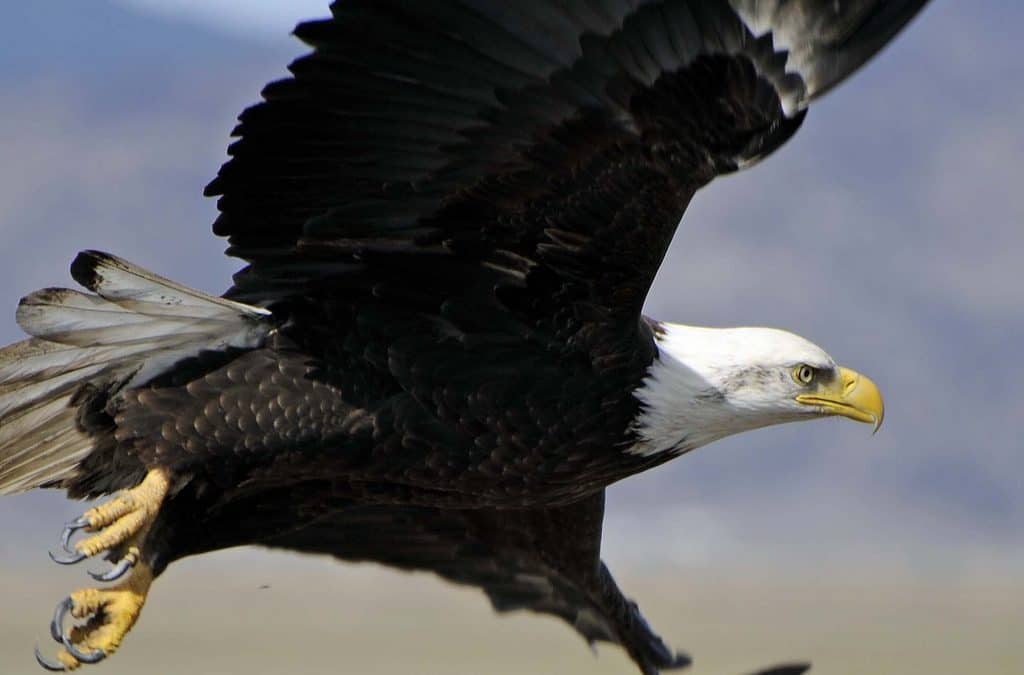 Interview: Can nature bounce back?