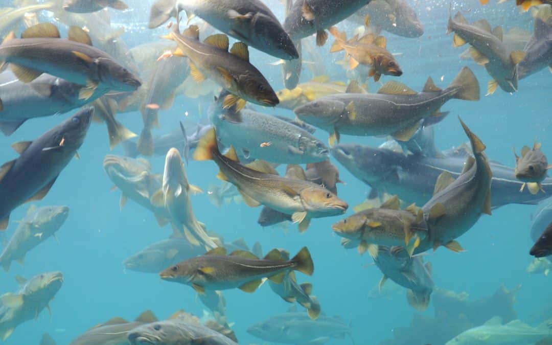 Interview: Are we accidentally genetically engineering the world’s fish?