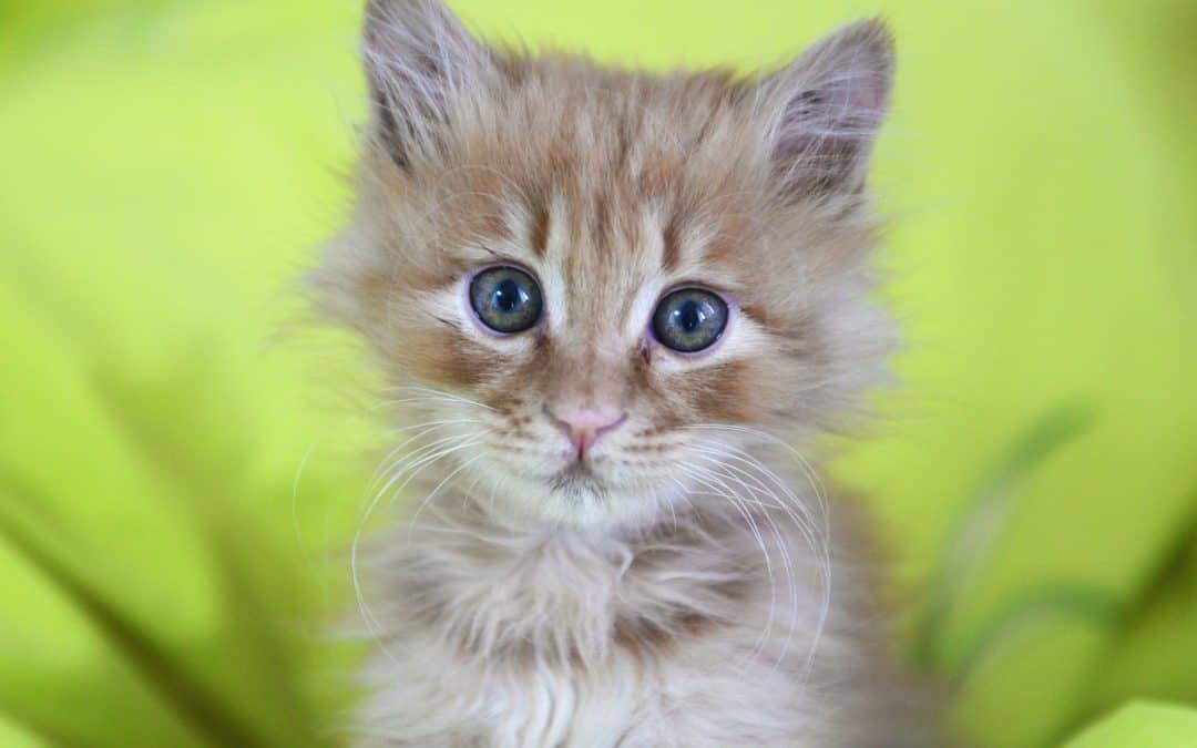 Science communication in the age of cat videos