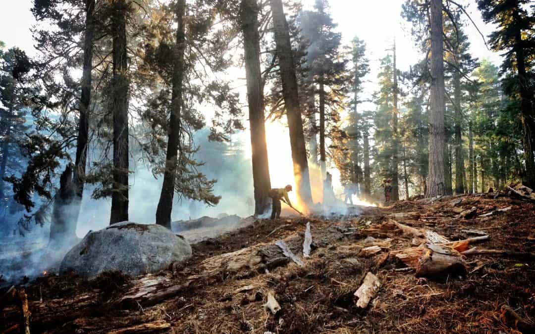 Modeling forest fires: a burning issue