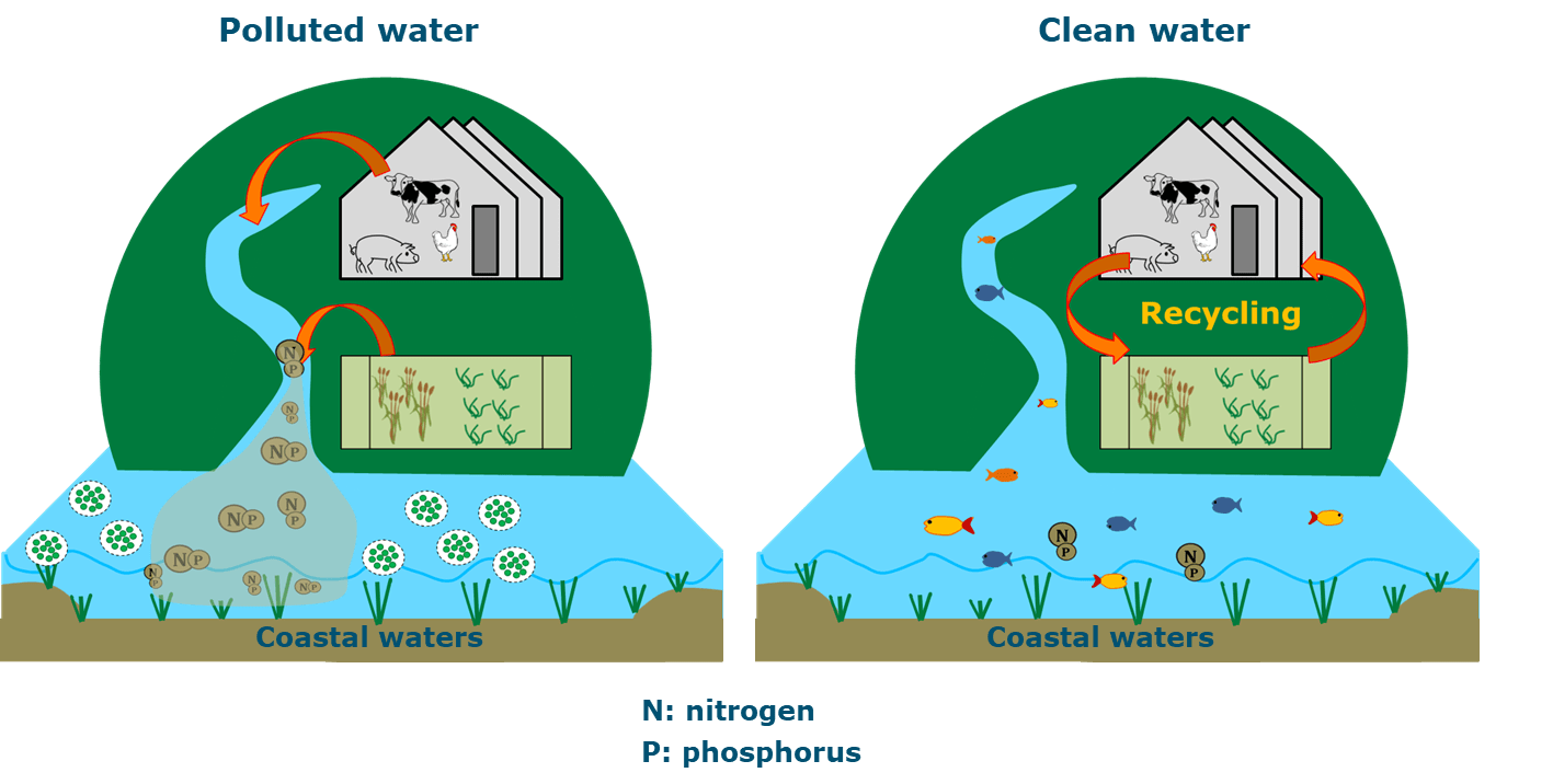 How To Reduce Eutrophication