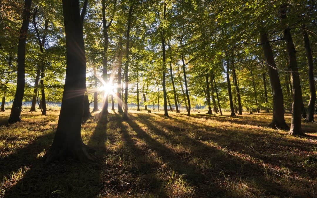 Interview: Plants and their fungi to slow down climate change