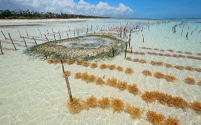 Can seaweed be the solution to our land problems?