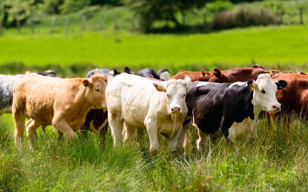 From pasture to plate: can beef be produced sustainably?