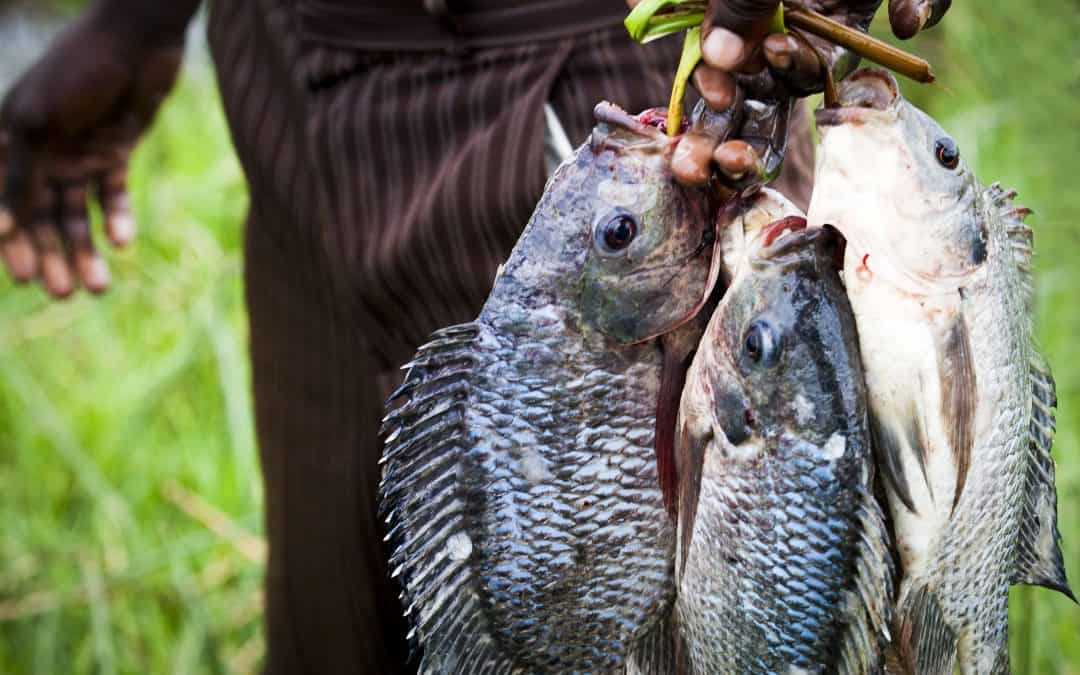 Spread of invasive species driven by trade and transport