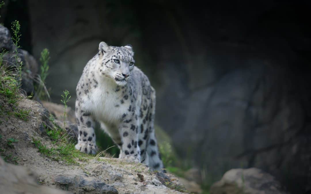 Interview: A community-based approach to managing human-wildlife conflicts